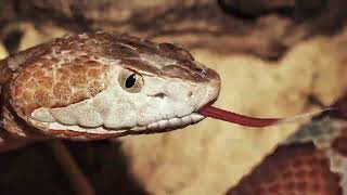 David Bowie &quot;The Voyeur of Utter Destruction (As Beauty)&quot; — The Light Show music video