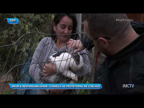 Amor e responsabilidade: conheça as protetoras de coelhos em Florianópolis