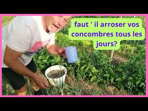 , title : 'Faut-il arroser les concombres tous les jours ?'