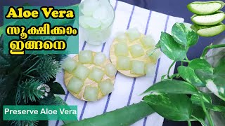 Aloe Vera കേടു കൂടാതെ സൂക്ഷിക്കാം How To Cut And Store Aloe Vera For Hair and Skin At Home Malayalam
