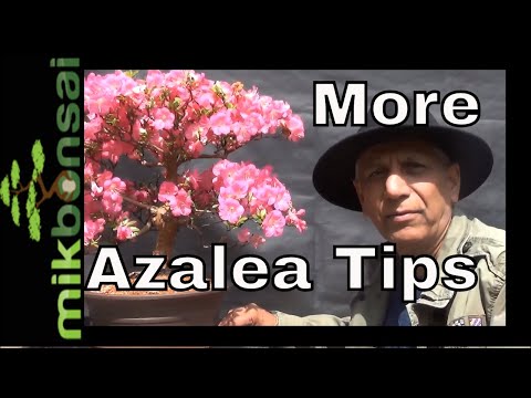 , title : 'More Satsuki Azalea Bonsai - Azalea bonsai tree care tips'