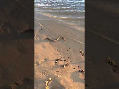 🎣😱 ¡No esperábamos sacar esto! ¡Pescamos una ANGUILA en el Río Negro! 🇺🇾