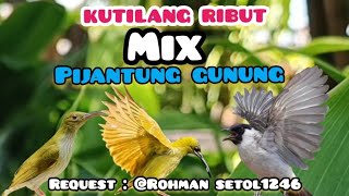 Download lagu Suara Pikat Burcil Kombinasi Kutilang Ribut Dan Pijantung Gunung mp3