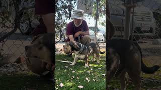 Video preview image #1 Chinese Shar-Pei-Unknown Mix Puppy For Sale in Pasadena, CA, USA
