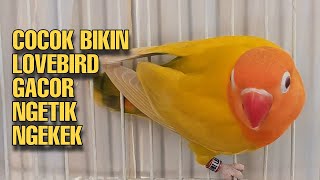 Download lagu Bunyi Masteran labet ini Cocok Untuk Bikin Labet Gacor Ngetik & Ngekek  Hanya hitungan Menit Saja mp3 Download lagu Bunyi Masteran labet ini Cocok Untuk Bikin Labet Gacor Ngetik & Ngekek  Hanya hitungan Menit Saja mp3