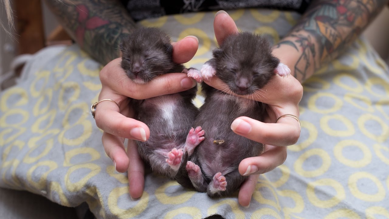 YouTube video preview