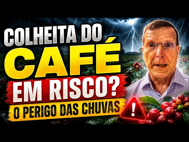Colheita do Café em risco? O perigo das chuvas.