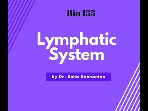 Lymphatic System Part 3 (Biology 155)