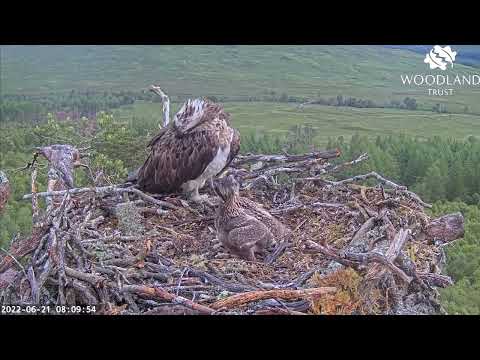 Loch Arkaig Osprey chicks still sorting out the pecking order 21 Jun 2022