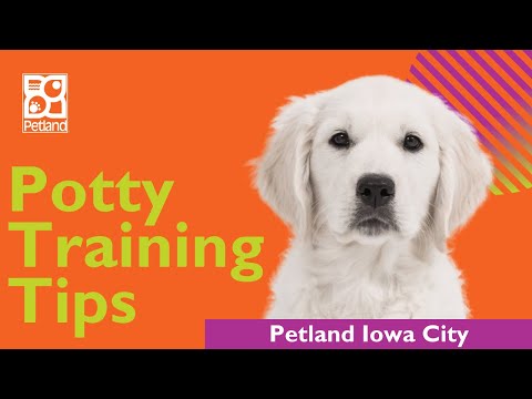 Tips On How To Potty Train Your Puppy