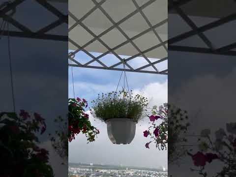 Bán Chung Cư 2PN Nguyễn Duy Trinh, TP Thủ Đức, Sở Hữu Lâu Dài. 1.7 Tỷ