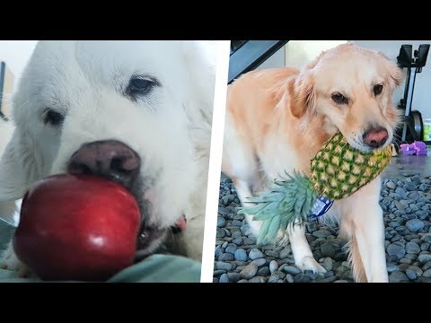 DOGS TRY FRUITS FOR THE FIRST TIME - SCS #198