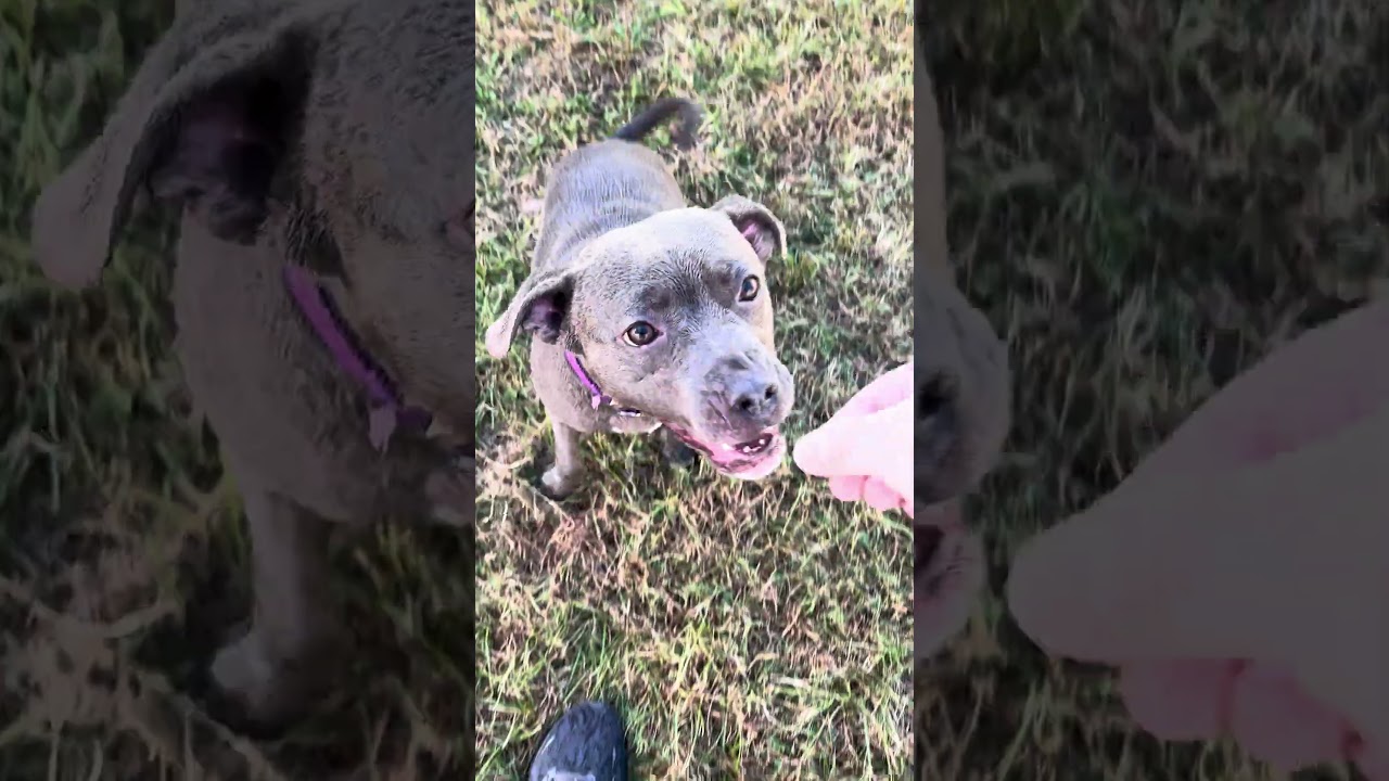 Jenna, a Adoptable mixed breed in League City, TX video 6/6