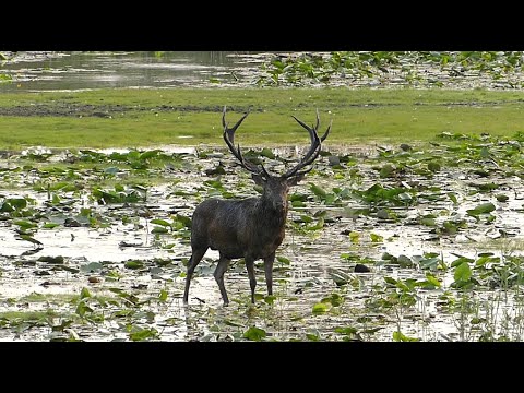 Hirschbrunft 2022 in der Teichlausitz beginnt - 14-Ender Rothirsch betritt die Bühne
