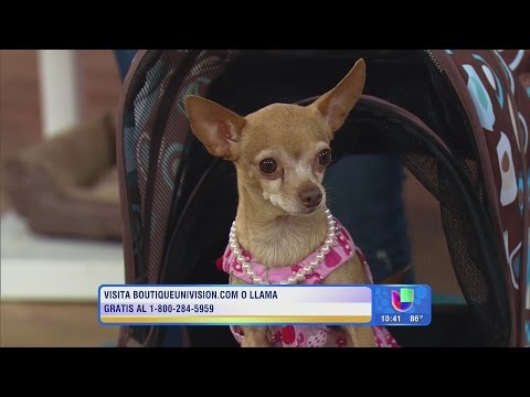 Ana Patricia y Ximena  te dicen donde comprar todo para tu mascota.