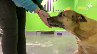 PetSuites Training with PENNY