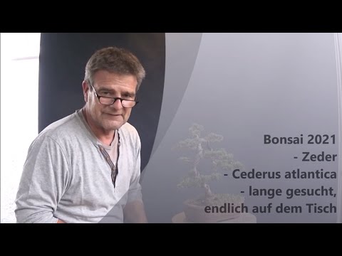 Bonsai 2021-12 - Atlantic Cedar - Cedrus atlantica - long sought after, finally on the table
