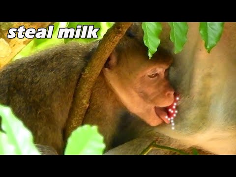 OMG Janna took the opportunity to steal suck milk in horror when Jane tired