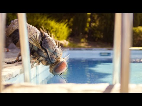 Mandibules – trailer | IFFR 2021