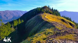 A Forest Walk Up Hamilton Mountain - No Talk, No Music, Just Nature. - 4K Virtual Hike