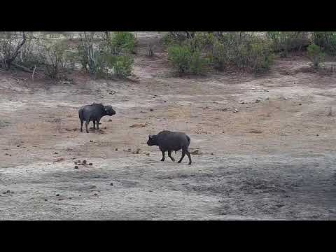 Djuma: Two Buffalo bulls - 11/01/19