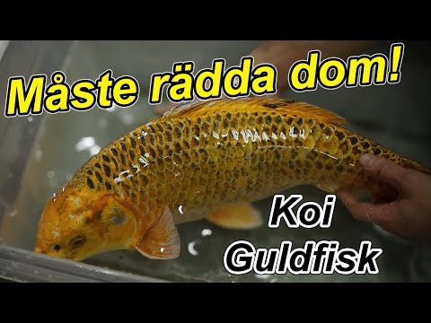 Vi räddar koikarp och guldfisk!