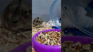 Download lagu #capybara #カピバラさん #cute #pets #animals #trending #ハムスター #cuteanimals #lucu #funny mp3