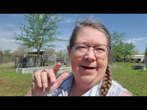 Strawbale conditioning day 12