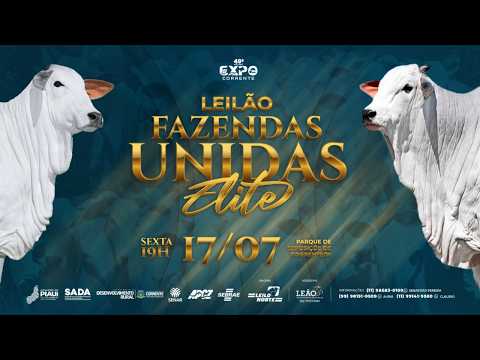 LEILÃO FAZENDAS UNIDAS - NELORE ELITE - DURANTE A 49ª EXPO CORRENTE / PIAUÍ