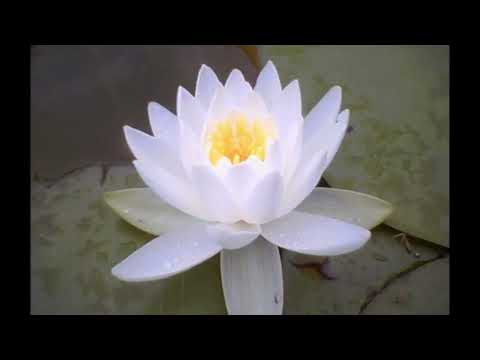 Daimoku, then Gongyo - 60 minutes total