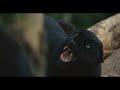 Forest Fight Scene Apocalypto HD