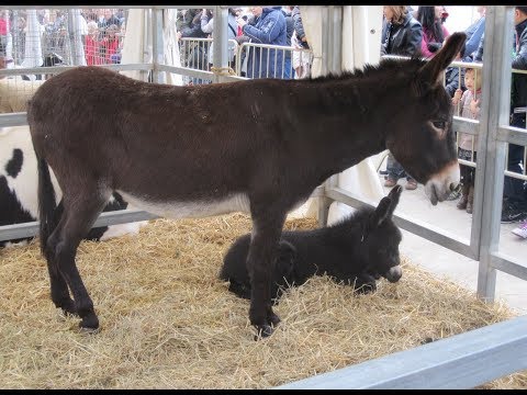 image-Is a burro a donkey or a mule?