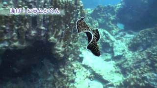 preview picture of video '大浦湾100番勝負！その15.泳げ！ヒラムシくん -swiming Flatworm-'