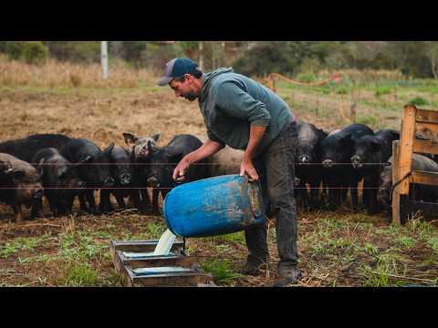 Como Criar Porcos Soltos - Uma Visão Prática