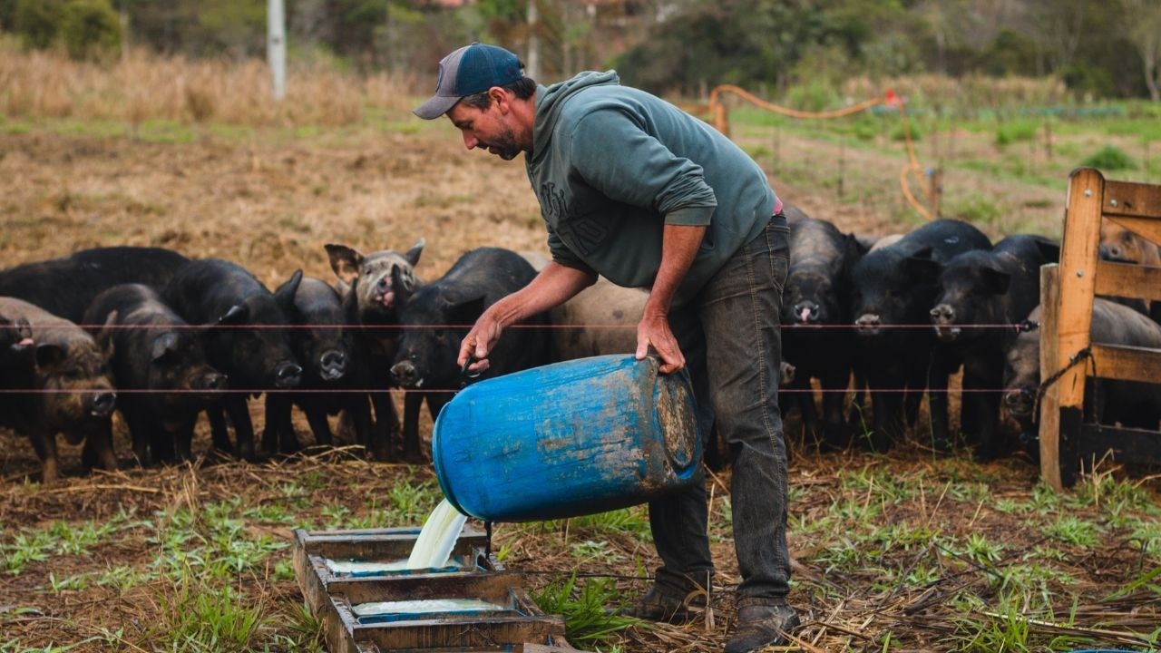 Como Criar Porcos Soltos - Uma Visão Prática