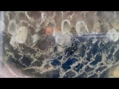 Closer Look Inside a Bald-Faced Hornets Nest in Tinton Falls, NJ