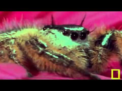 I Monster - I Spider (Music Video)