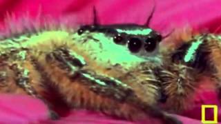 I Monster - I Spider (Music Video)