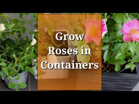 image-Can roses grow well in pots?