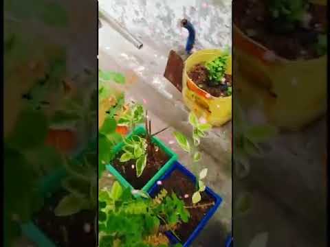 My garden in rain #flower