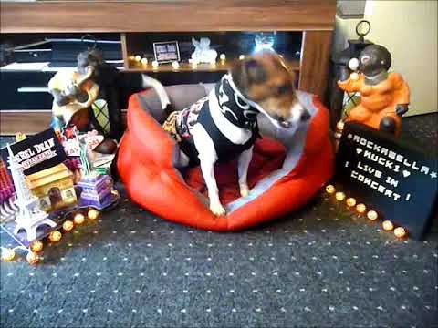 Mucki   3 Jahre + 18  Woche   sings ''Sea of Heartbreak'' performed by Rebel Dean and 'The StarCats'