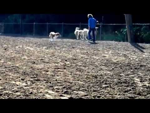 Australian Shepherd Herding Sheep part 2: