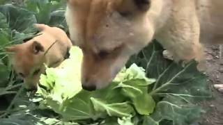 [問卦] 連狗都不吃大麻，還有人要抽喔？