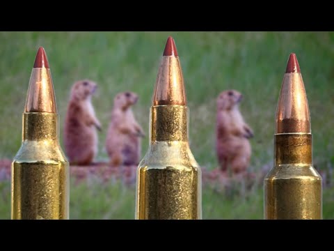 204 vs 22-250 vs 223 AI: Never Would've Guessed