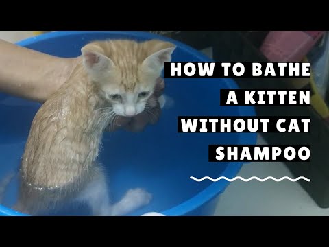 How to bathe a Kitten without Cat Shampoo