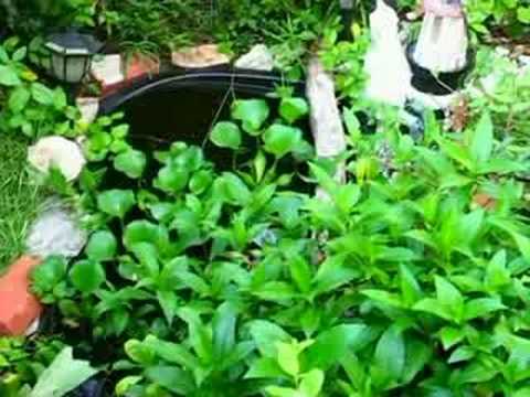 "Skink Paradise" Episode 17