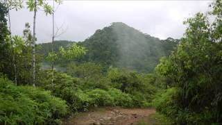 preview picture of video 'Sinharaja Rainforest, Sri Lanka'