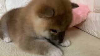 柴犬の動画01