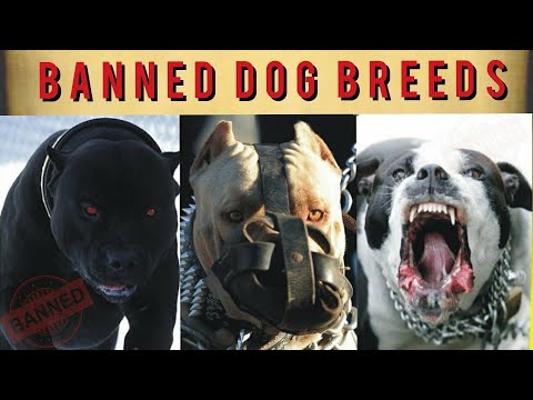 #TOP10 #OMF Top 10 Banned Dog Breeds In The World..