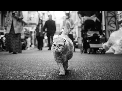 Video thumbnail for Czarne ciuchy, białe koty